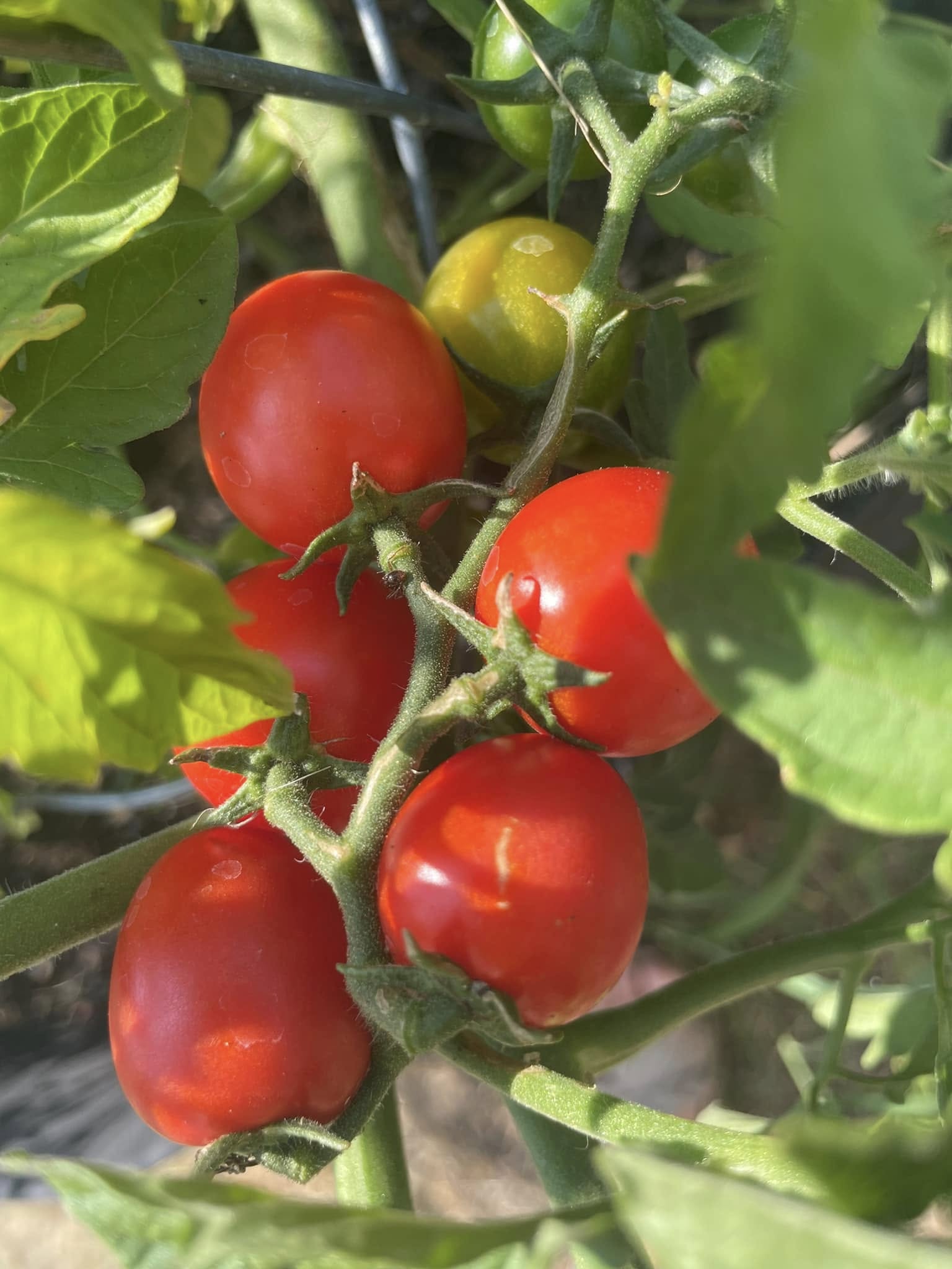 Food Sovereignty – Food Access (FSFA)