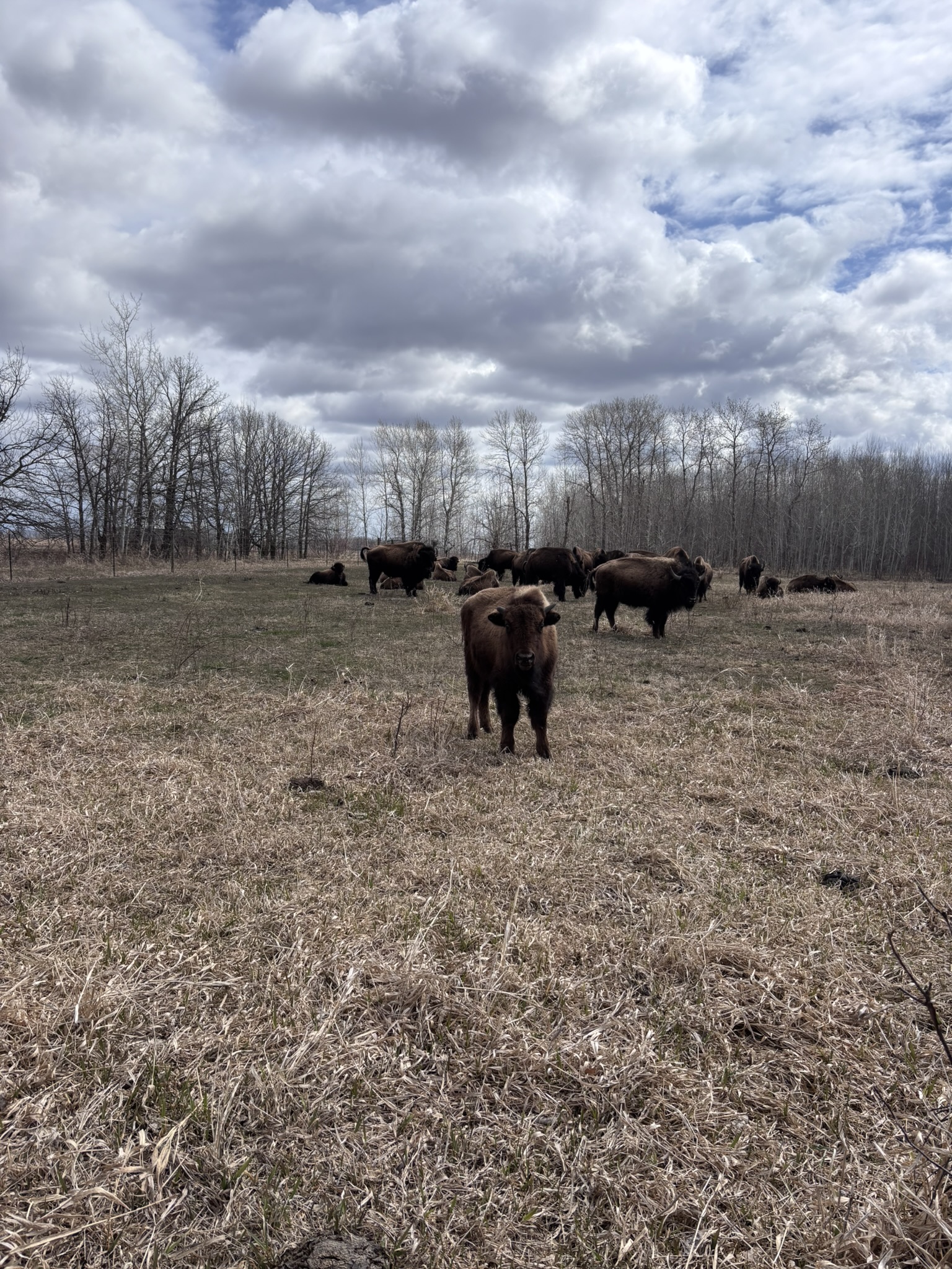 Bison Herd